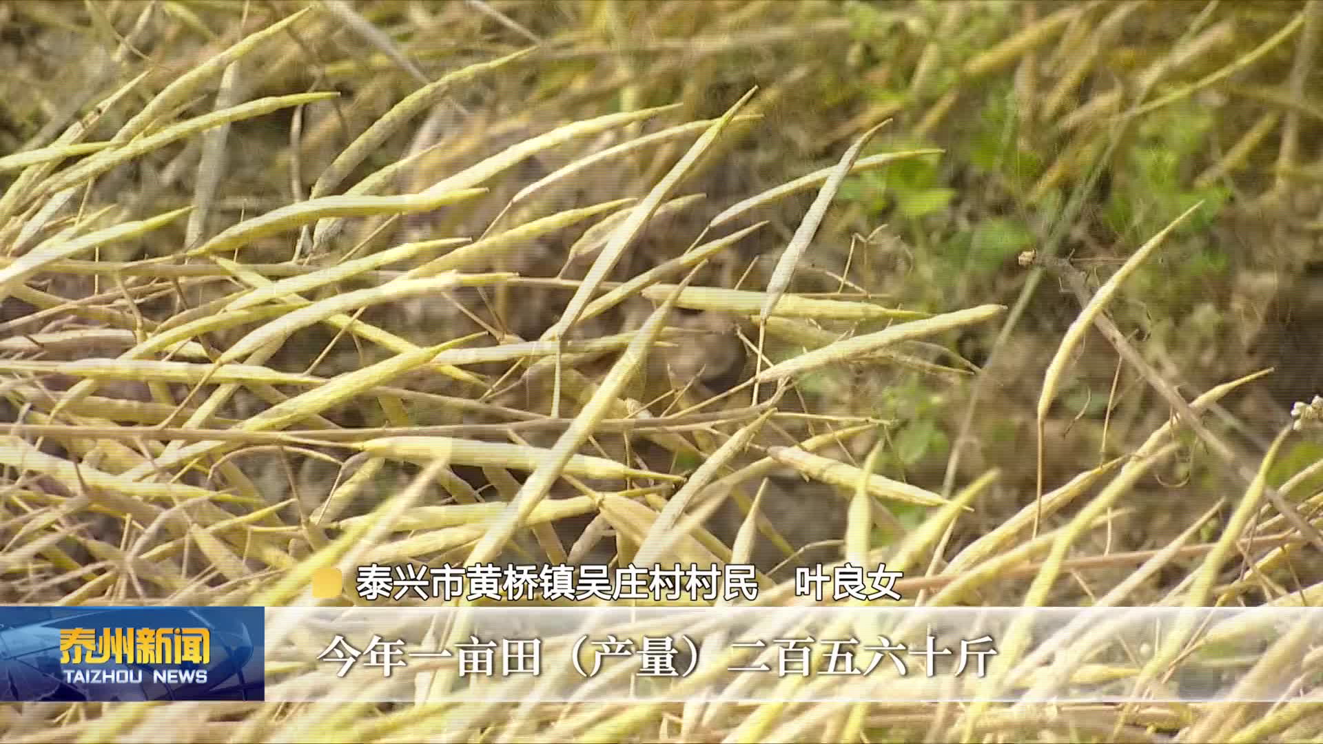 田间地头收获杂粮忙